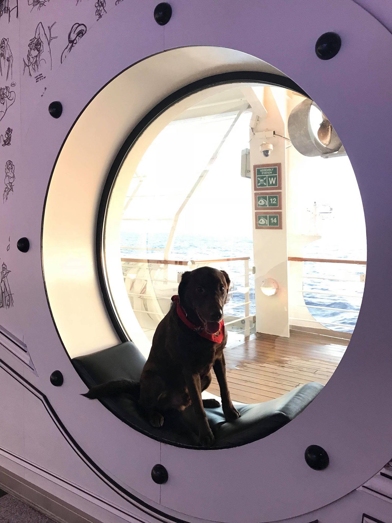 disney cruise dog boarding